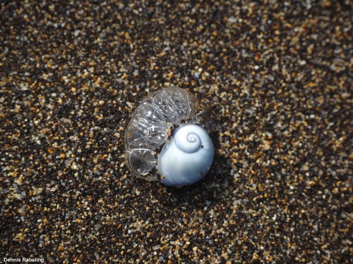 photo of Violet Sea Snail (Janthina janthina)