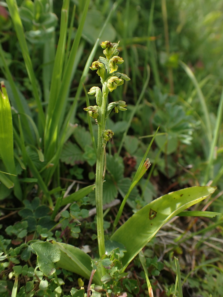 Herminium josephi