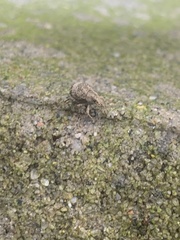 Pseudocneorhinus obesus