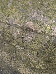 Pseudocneorhinus obesus