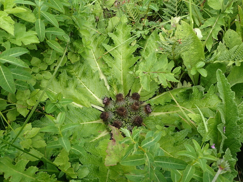 Dolomiaea souliei