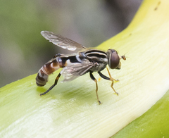 Anasimyia grisescens