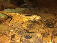 Anolis barbouri