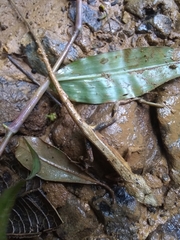 Anolis barbouri