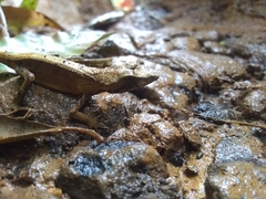 Anolis barbouri