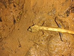 Anolis barbouri