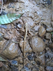 Anolis barbouri