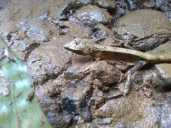 Anolis barbouri