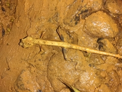 Anolis barbouri