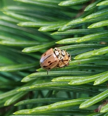 Mulsantina hudsonica