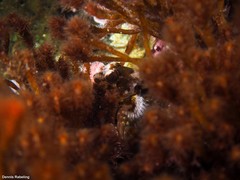 Lipophrys trigloides