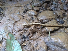 Anolis barbouri