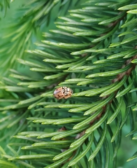 Mulsantina hudsonica