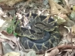Crotalus culminatus
