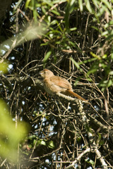 Phacellodomus striaticollis