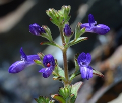 Collinsia greenei