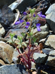 Collinsia greenei