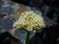 Eriogonum compositum compositum