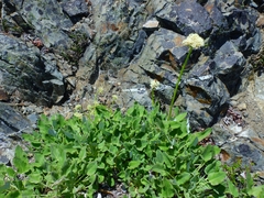 Eriogonum compositum compositum