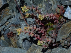 Sedum flavidum