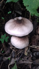 Agaricus