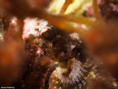 Lipophrys trigloides