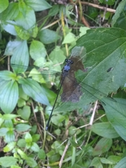 Hypolestes hatuey