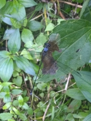 Hypolestes hatuey