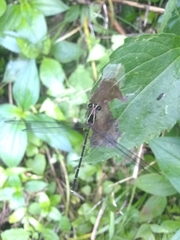 Hypolestes hatuey