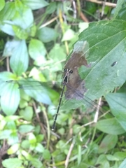 Hypolestes hatuey