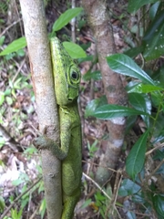 Anolis ricordii