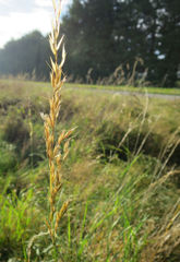 Arrhenatherum elatius bulbosum