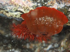 Actinia nigropunctata