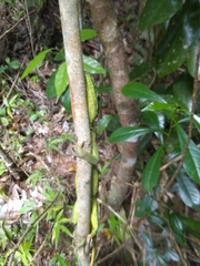 Anolis ricordii