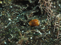 Gibberula secreta