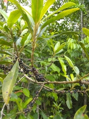 Sideroxylon salicifolium