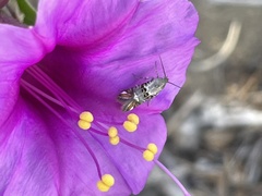 Lithariapteryx abroniaeella