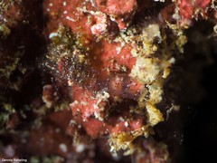 Periclimenes scriptus