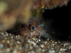 Vanneaugobius canariensis