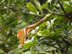 Pachira speciosa, photograph (c) Luis G Restrepo, some rights reserved (CC BY)