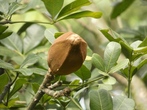Pachira speciosa, photograph 3