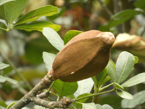 Pachira speciosa, photograph 2