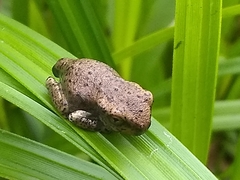 Osteopilus dominicensis