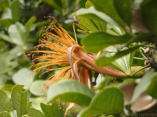 Pachira speciosa, photograph 5