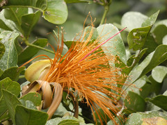 Pachira speciosa, photograph (c) Luis G Restrepo, some rights reserved (CC BY)