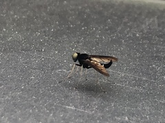 Chrysopilus connexus