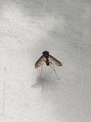 Chrysopilus connexus