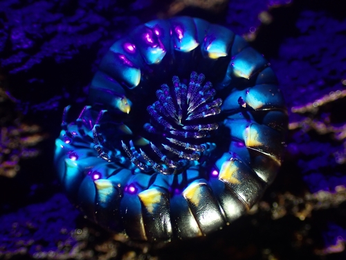 Yellow-spotted Millipede photo 3