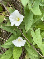 Calystegia silvatica fraterniflora