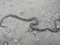 Pituophis lineaticollis